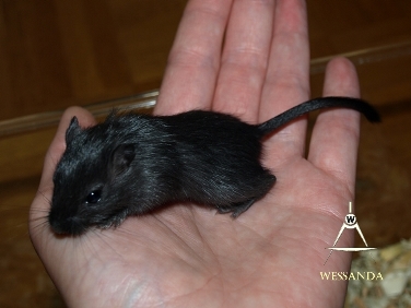 2014-08-03 E&M1 pups 28 dagen 3