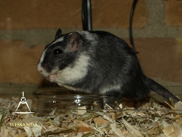 2014-08-03 E&M1 pups 28 dagen 4