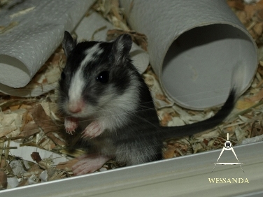 2014-08-03 E&M1 pups 28 dagen 5