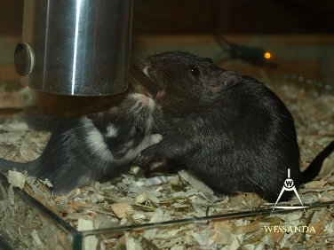 2014-08-03 E&M1 pups 28 dagen 6