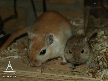 K&L1 pups 20 dagen oud (1)