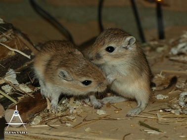 K&L1 pups 20 dagen oud (2)