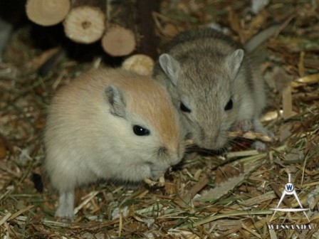 algerijn en zilveragouti