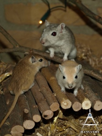 lelyane en pups 33 dagen oud