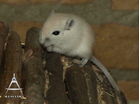 poolvos 23 dagen oud