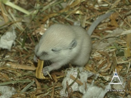 poolvosje proeft stro