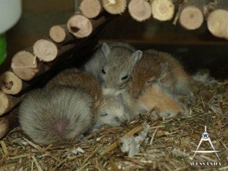 slaapkoppen 33 dagen oud
