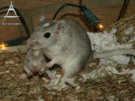 Bente draagt pup 16 dagen oud