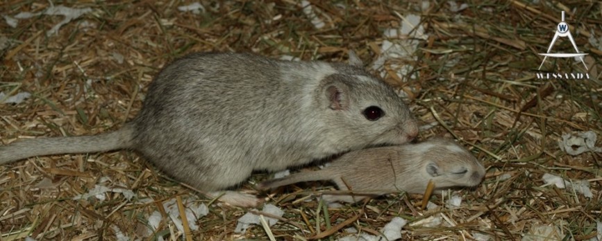 Bente en pup 2 weken oud