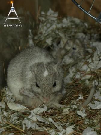 Bente poetst pup 27 dagen oud