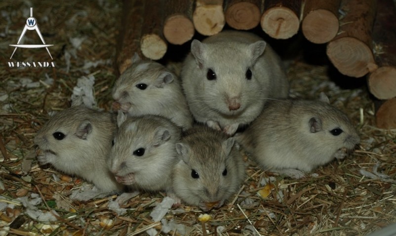 Lexi en pups 24 dagen oud