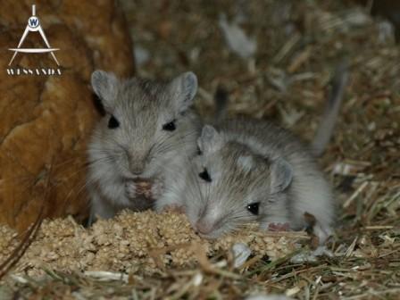 trosgierst 30 dagen oud