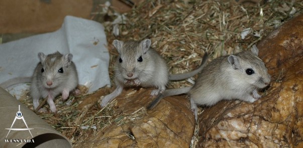 zilveragouti pups 30 dagen oud