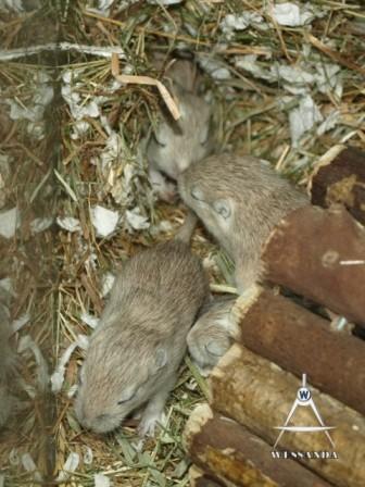 pups aan de wandel 16 dagen oud