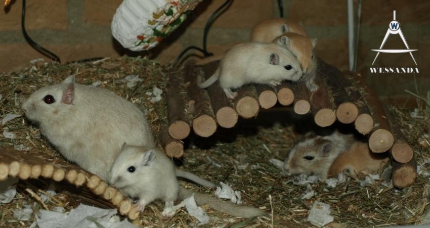 hele familie 21 dagen oud