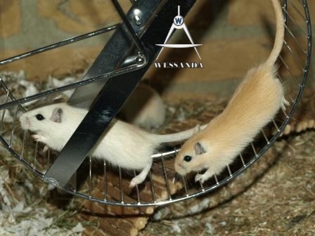 loopwiel, 33 dagen oud