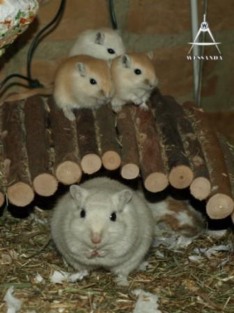 Lexi en pups, 21 dagen oud