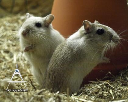 lexi en streepie fokkoppel