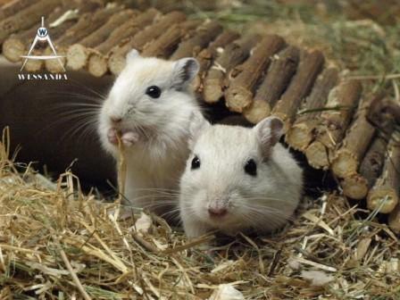 Lexi en zoon 28 dagen oud