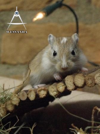 kampioen boos kijken