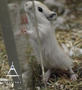 kereltje 26 dagen oud