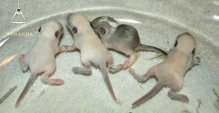 06-07-2017 P&E1 pups 11 dagen oud