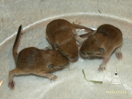 15-10-30 S&R1, pups 10 dagen oud