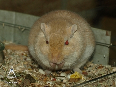 2013-04-02 zwangere Milan