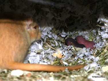 2013-04-07 pups 3 dagen oud (1)