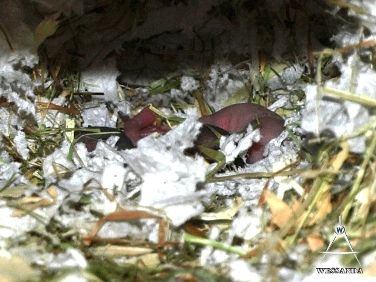 2013-04-07 pups 3 dagen oud (2)