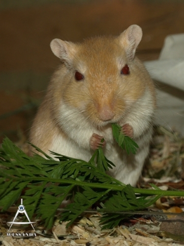 2013-04-14 Milan (1)