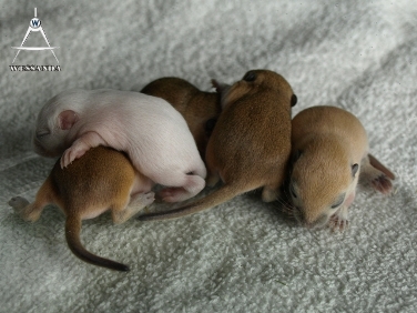 2013-04-014 pups 10 dagen oud (1)