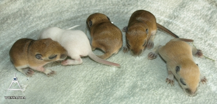 2013-04-14 pups 10 dagen oud (2)