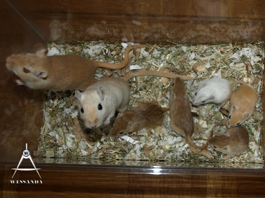 2013-04-29 S&M1 pups 25 dagen oud (1)