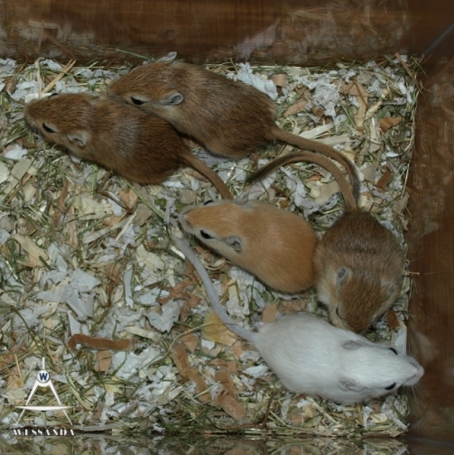 2013-04-29 S&M1 pups 25 dagen oud (2)