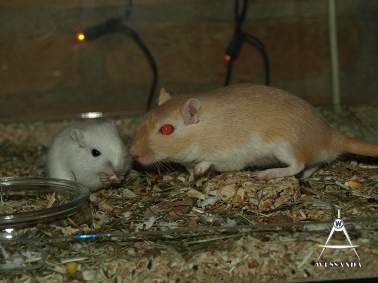 2013-05-27 S&M2 Milan en pup