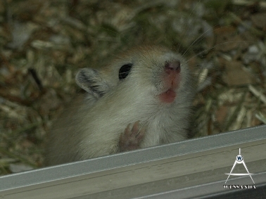 2013-05-27 S&M2 pups 22 dagen oud (1)