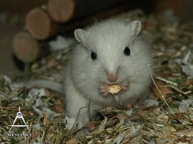 2013-05-27 S&M2 pups 22 dagen oud (2)