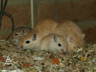 2013-06-02 S&M2 pups 29 dagen oud