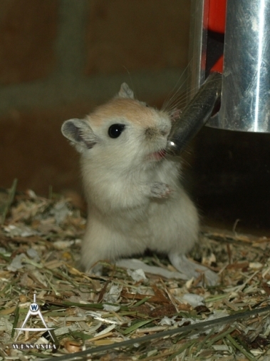 2013-06-02 S&M2 pups 29 dagen oud (3)