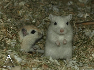 2013-06-02 S&M2 pups 29 dagen oud (4)