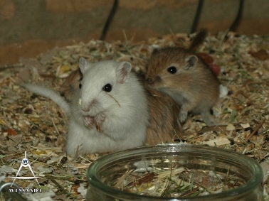 2013-06-04 S&M2 pups 31 dagen oud