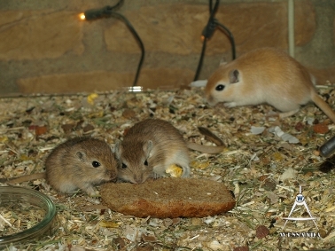 2013-06-05 S&M2 pups 32 dagen oud