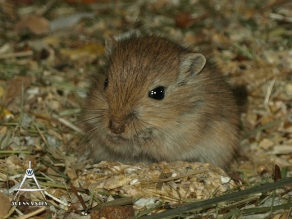 2013-06-05 S&M2 kleine dame 32 dagen oud