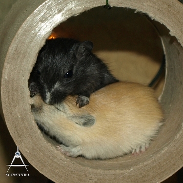 S&B1 28 dagen oud, zwart meisje en Algerijn