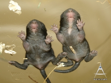 S&B1 10 dagen oud, mannetjes