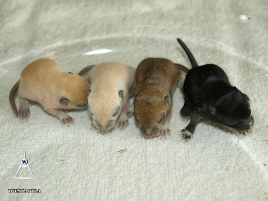 S&B1 10 dagen oud, vrouwtjes