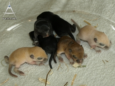 S&B1 pups 10 dagen oud