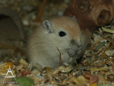 S&B1 22 dagen oud Algerijn Verlicht
