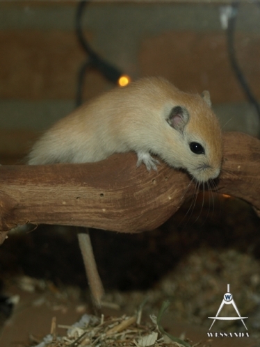 S&B1 22 dagen oud, Algerijn